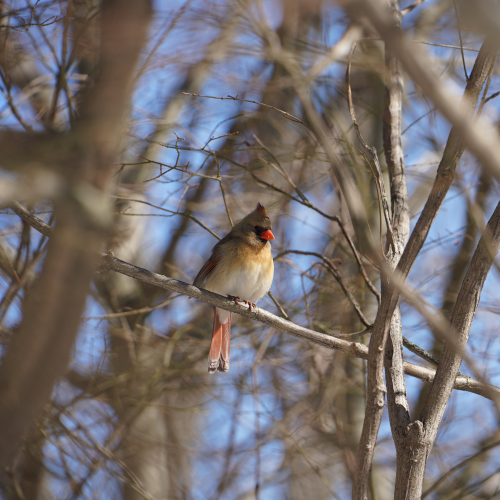 Jewel in the branches