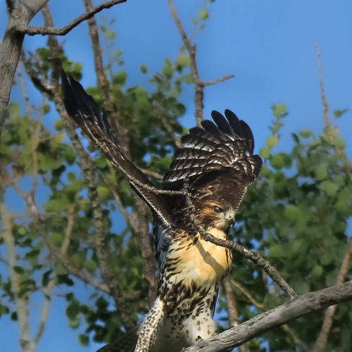Hunting Hawk