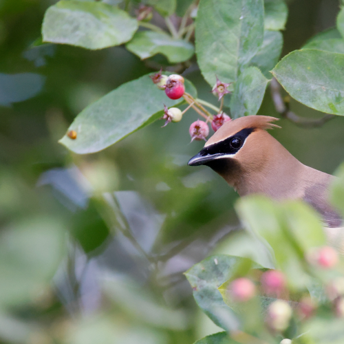 Cedar waxwings return 