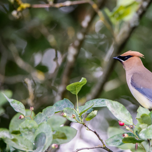 Cedar Wax-wings return 