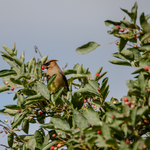 Cedar Wax-wings returns