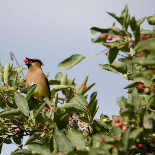 Cedar Wax-wing
