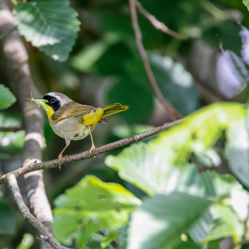 Common Yellow Throat Warbler
