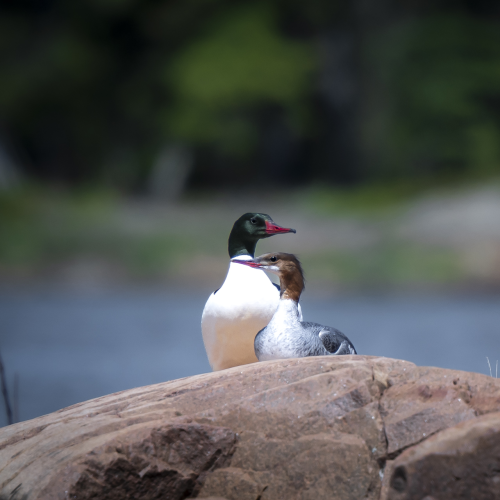 Merganser Mates