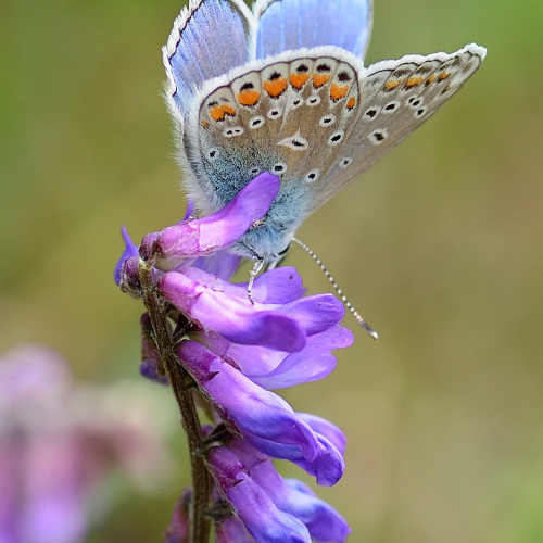 The Eastern Tailed-Blue Butterfly  - another view