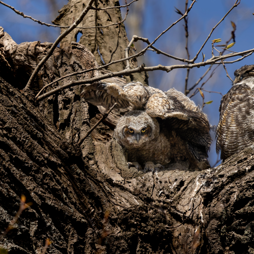 Under Watchful Eyes