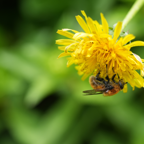 Sprinkle with pollen