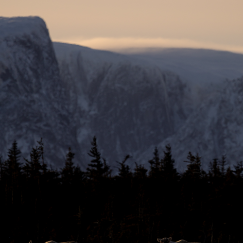 Cliffs and Caribou