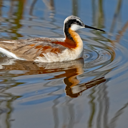 Wilson's Phalarope 1