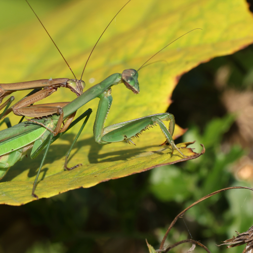 Mantis - love is in the air
