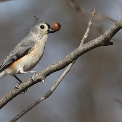 Tufted Titmouse
