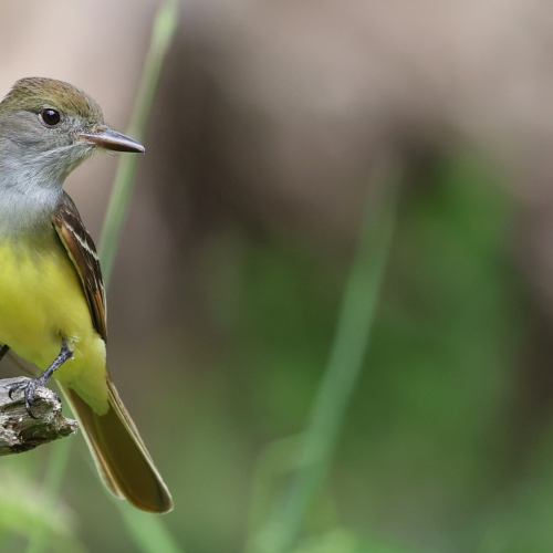 Great Crested Flycatcher 