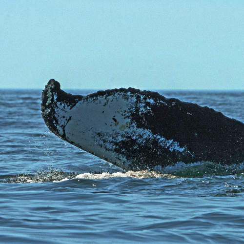 Handstand’s Scar: A Chronicle of Fundy Survival