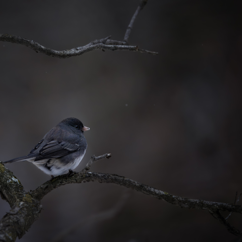 Dark-eyed Junco Portrait