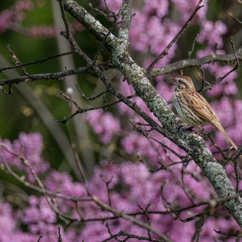 Spring Songs