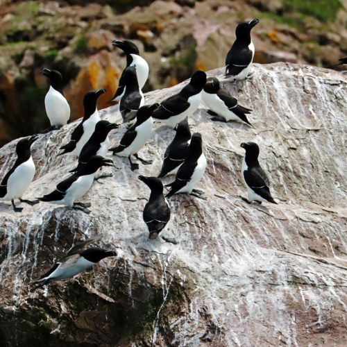 Razorbills Nfld
