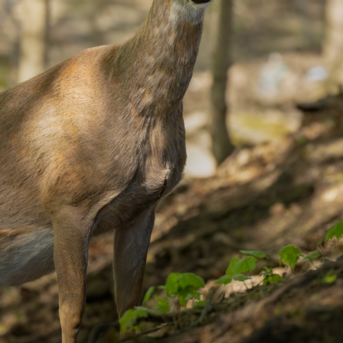 Oh Deer.... 