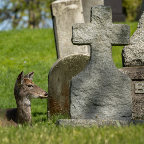 Life & Death Coming Together