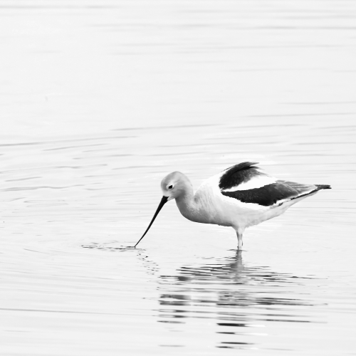 American Avocet fishing