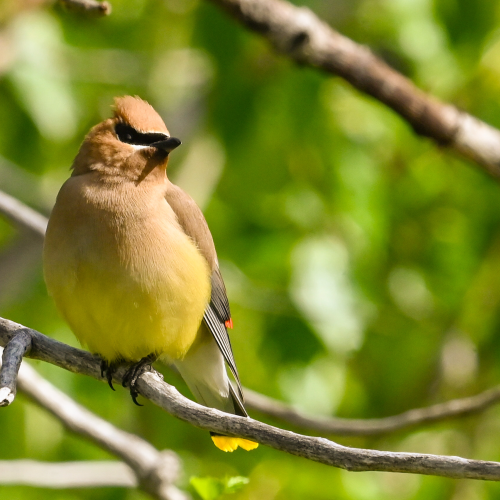Cedar Waxwing