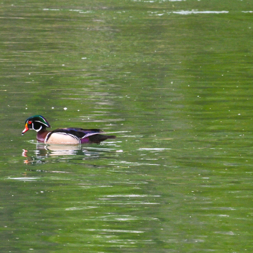Wood Ducks