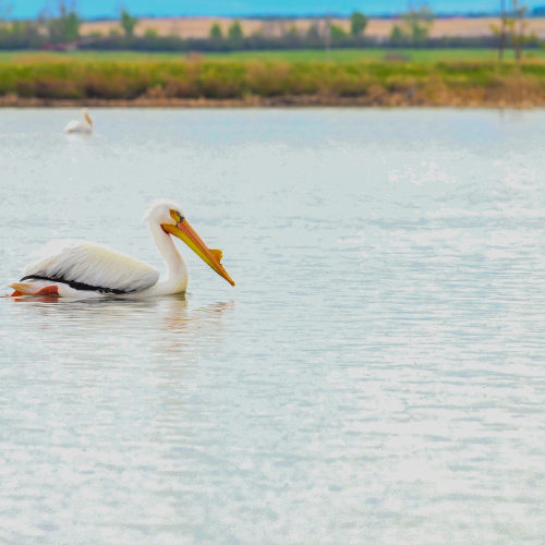 Alberta Pelican