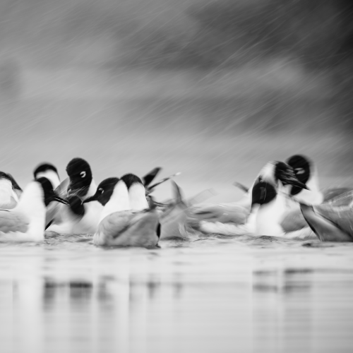 The Feeding Fest