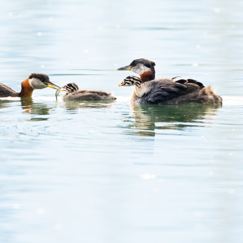 red-necked Grebe and chick