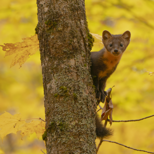 Curious young Pine Marten