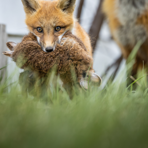 Hare Removal