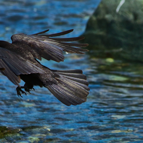 Crow