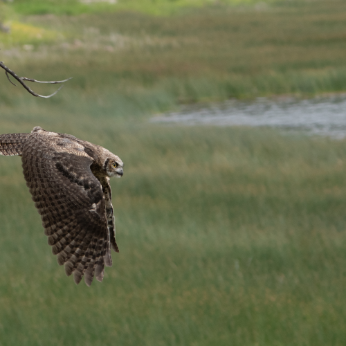 Great Horned Owl in flight