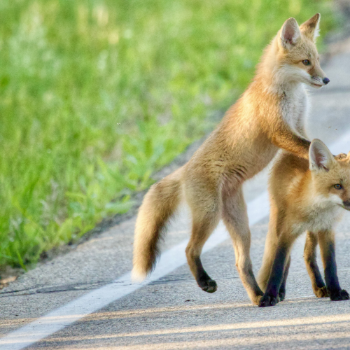 Young Fox