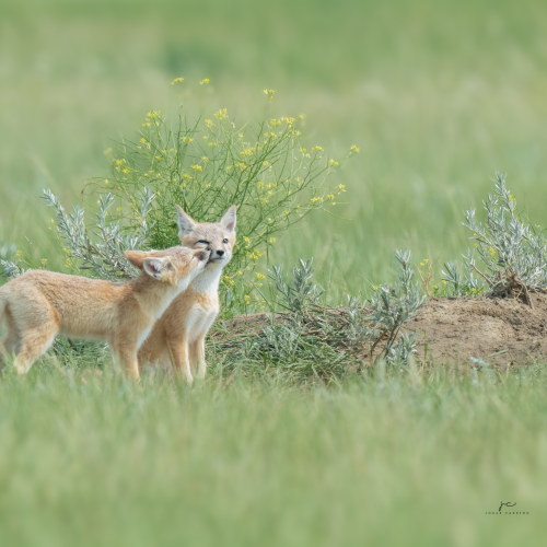 Swift fox