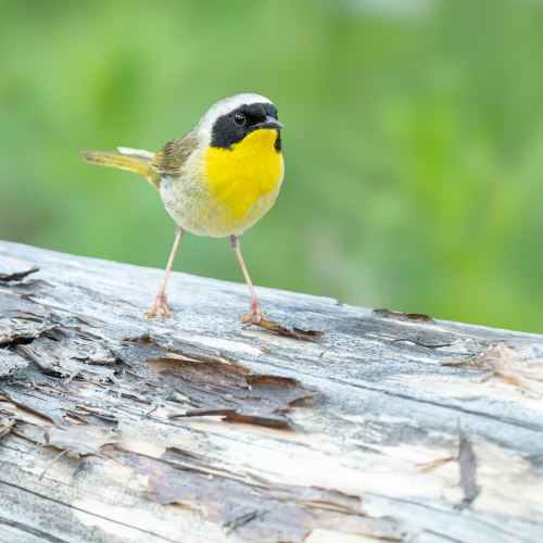 Common yellow throat