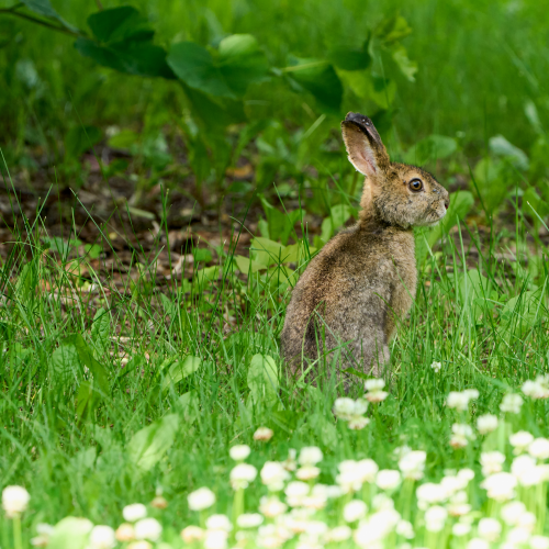 Snowshoe Hare