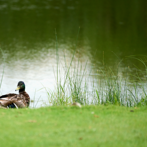 Resting Mallard