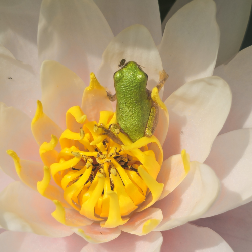 Tiny froggie in a lily
