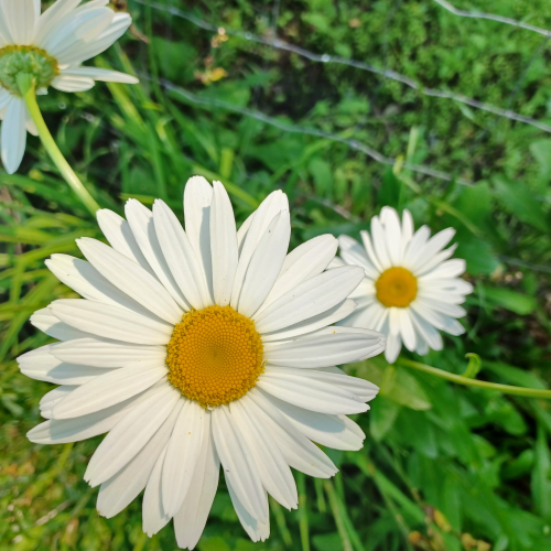 Daisies twice