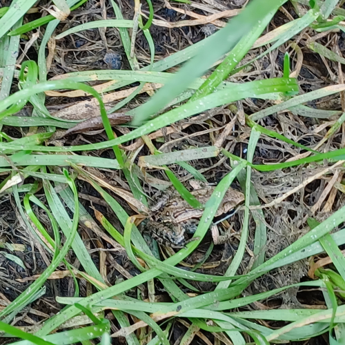 Small frog