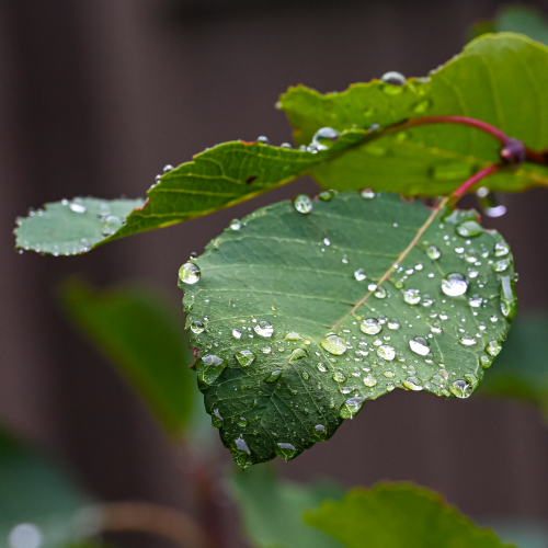 Refreshing Rain