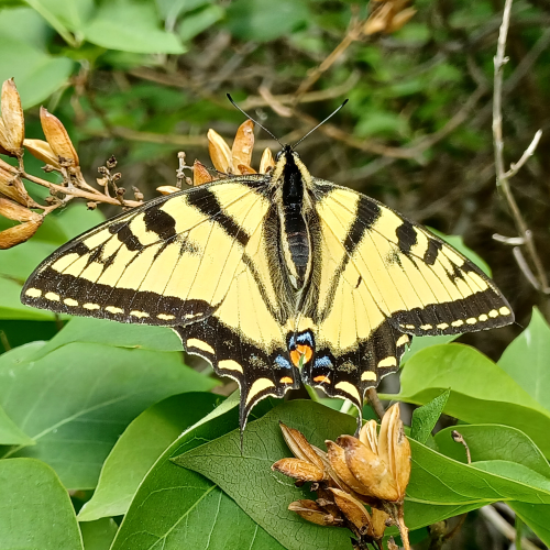 Swallowtail
