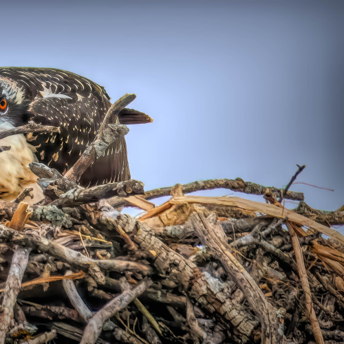 Juvenile Osprey