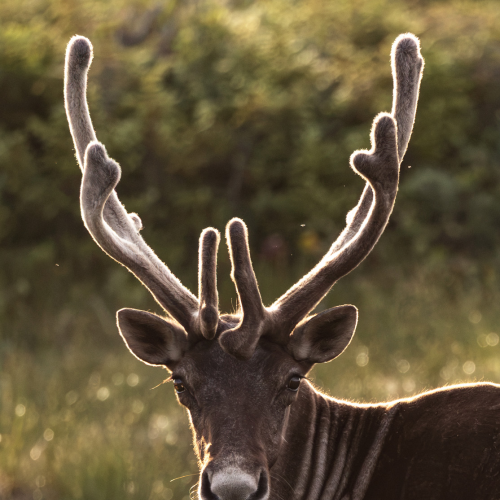 Crowned by Dawn 