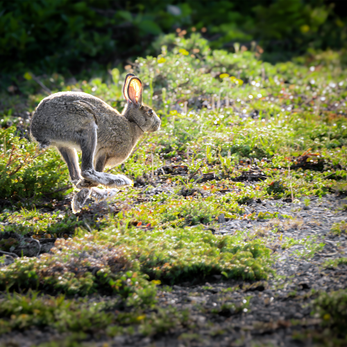 Hare on the Run