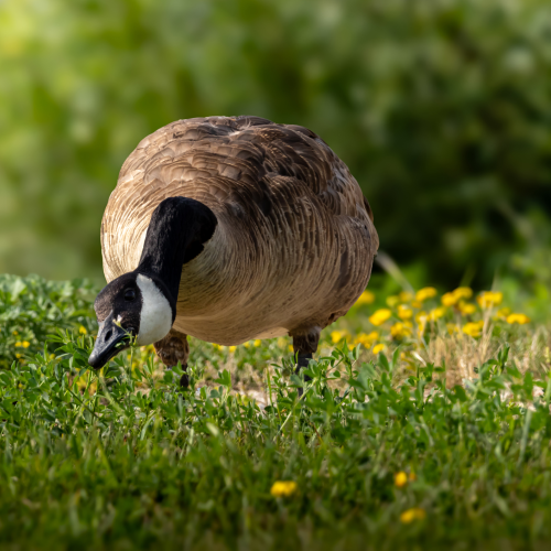 Canada goose