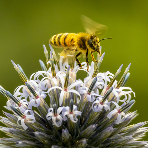 Bee