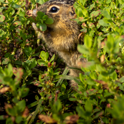 Ground Squirrel
