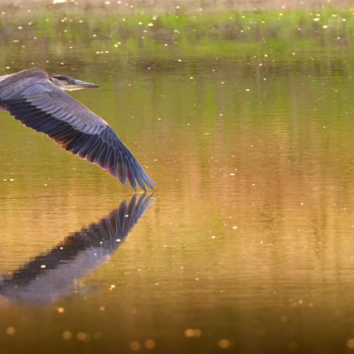 Great Blue Heron