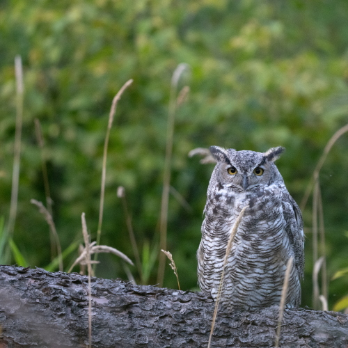 Great Horned Owl 